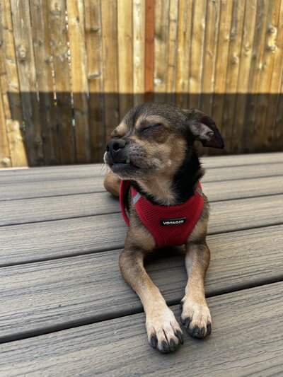 TinyTim (4)