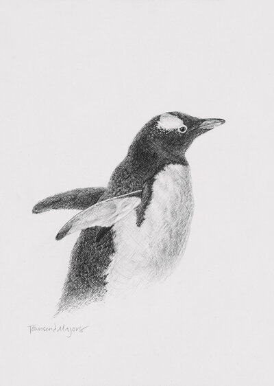 Townsend Majors' print of a graphite drawing of gentoo penguin