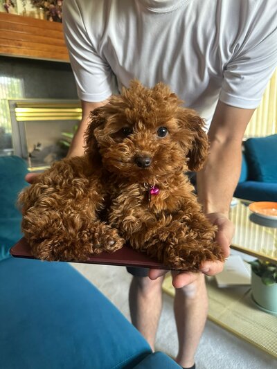Maltipoo Puppy 