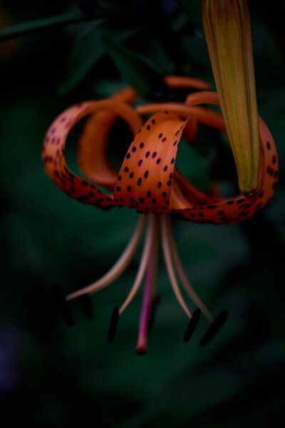 Tiger Lilly with orange with black dots 