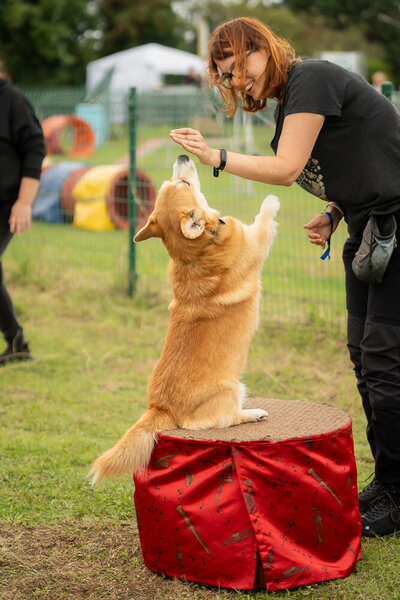 Hond voert een dogdance-act uit met zijn baasje op Just Woofing
