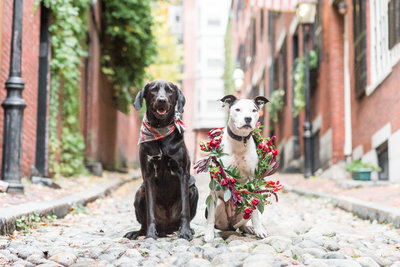 Two dogs wearing a scarf and flower collar on Acorn Street