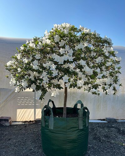 Mature Azalea Alba Magnifica