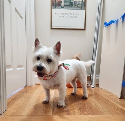 Kenzie the January Pupstar