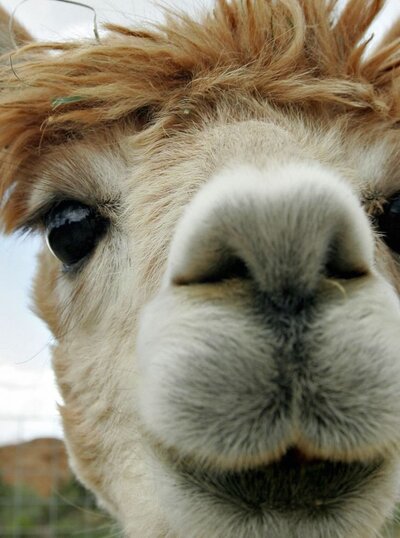 Alpaca with face to camera