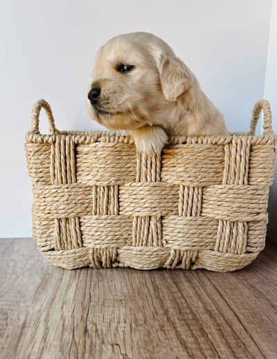 mini golden puppy at little retriever ranch in santa barbara CA 93101