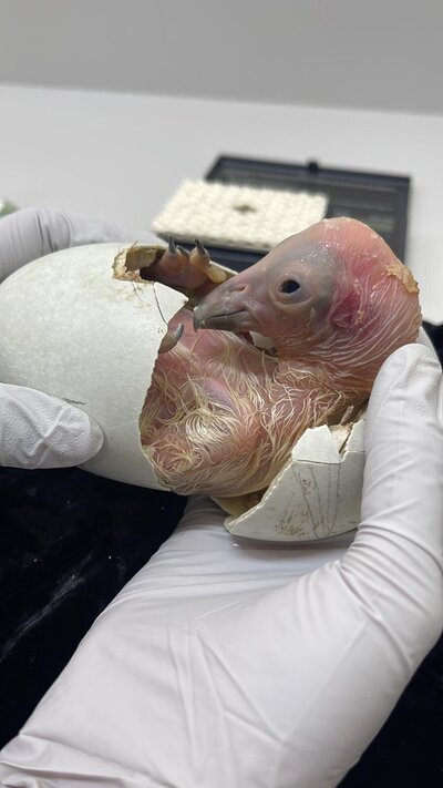 CA-Condor-Alliance-6)