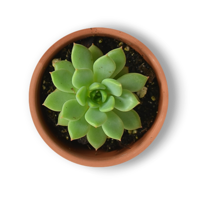 succulentpot2