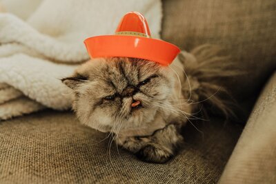 A grumpy looking cat wearing an orange sombrero