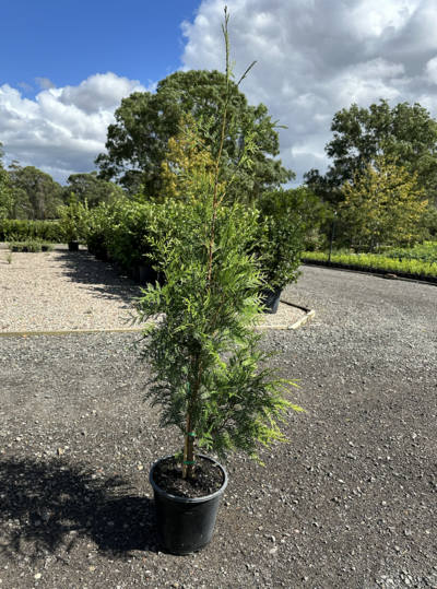 WESTERN RED CEDAR Thuja plicata