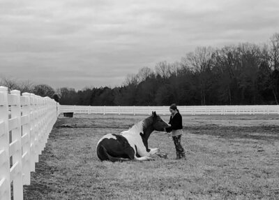 Horse Lying down, connection and trust between horse and girl 