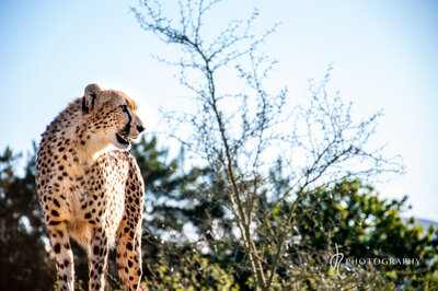ashia cheetah 2