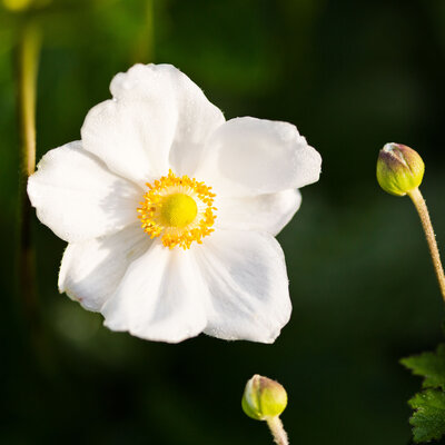 Anemone Flower square(1)