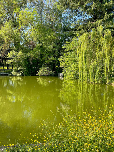 A large pond in the middle of a park surrounded by trees
