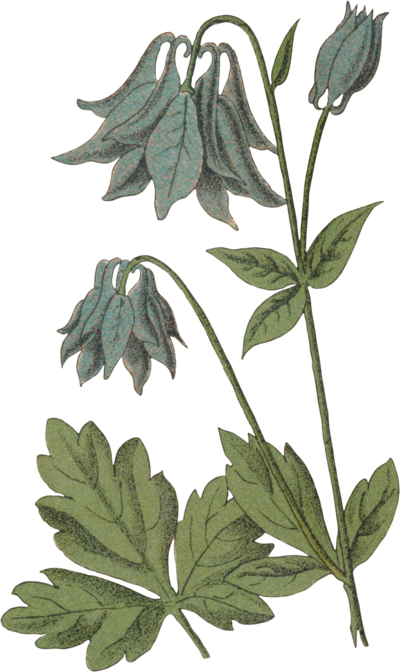 Blue and green flower graphic Common Columbine