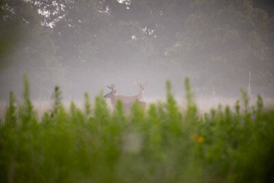 Two white tail bucks standing in a field in the morning fog