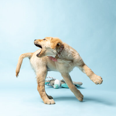 A golden retriever puppy on a blue backdrop chasing her tail