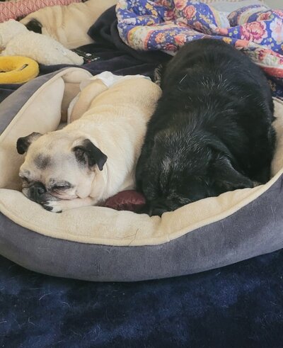 530861672_1184609463708035_6799966761124167797_n