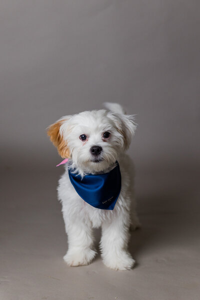 Couple in lavender field