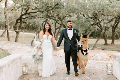 Bride and Groom walking with Alpacas at Lost Mission Venue in Spring Branch, Texas