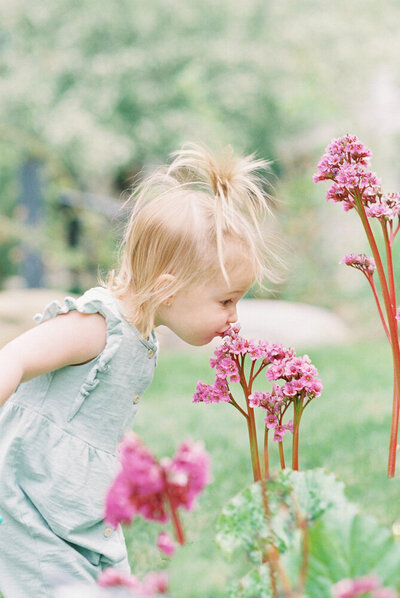 A little blonde girl leans down to smell a purple flower, photographed by Kahla Kristen, a newborn photographer in Edmonton