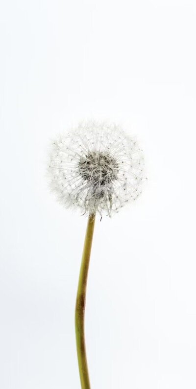 dandelion