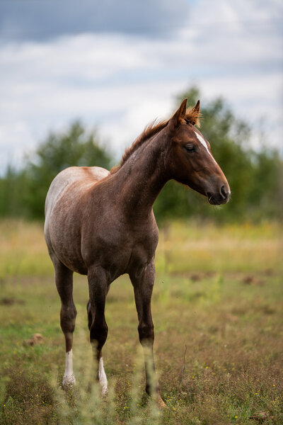 Colt Sale barn picture