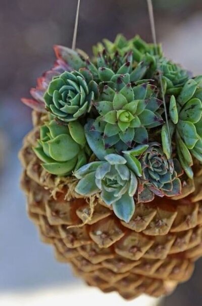 Succulent Pinecone Workshop. This adorable activity is fun for all ages, and makes the perfect decor or gift just in time for the holiday season!