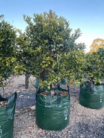 CALAMONDIN CUMQUAT TREE Citrus madurensis (Grafted)