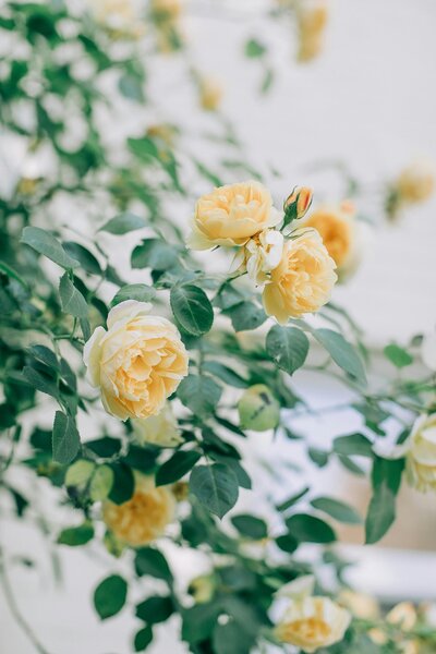 wedding stationery designer
