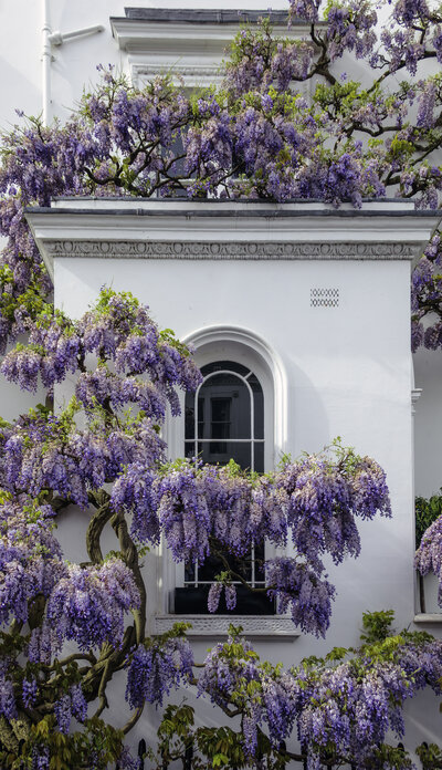 a beautiful wisteria covered white building