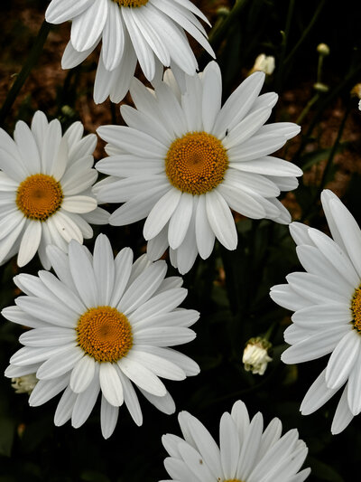 SUMMER DAISIES BY AMALYN STYLE + SOCIAL 