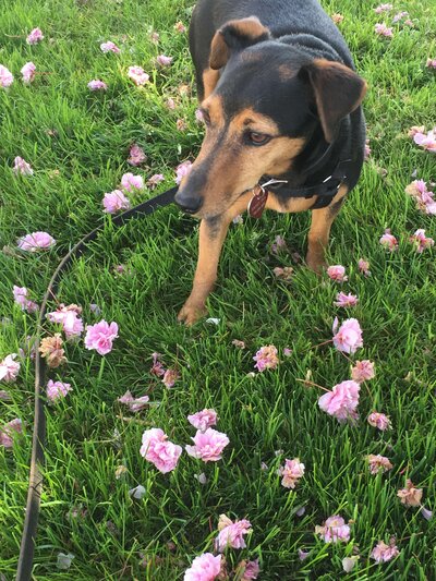 A dog standing in the grass with flowers, representing Cassie's love for her pet.