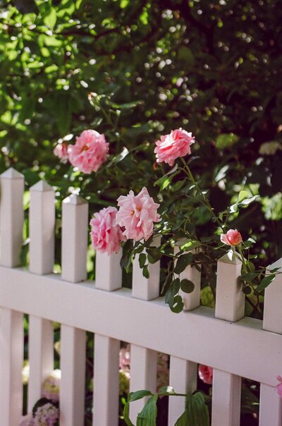 35mm film photo of pink roses in the queen botanical gardens