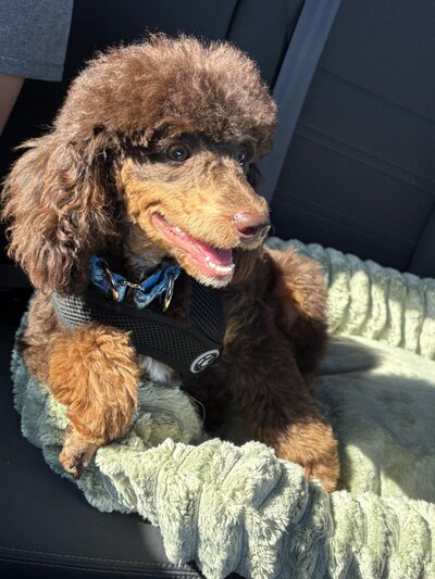 10030fd7-0c55-4d77-aba6-4c85e3e0a7c7