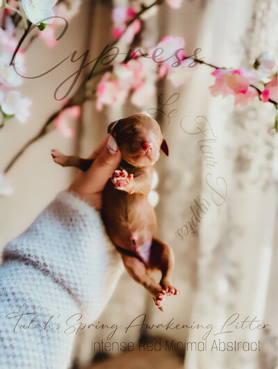 Le Fleur Poodle Puppies -162