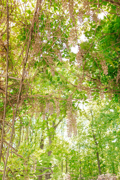 the wisteria on the back porch of the  Liriodendron Mansion