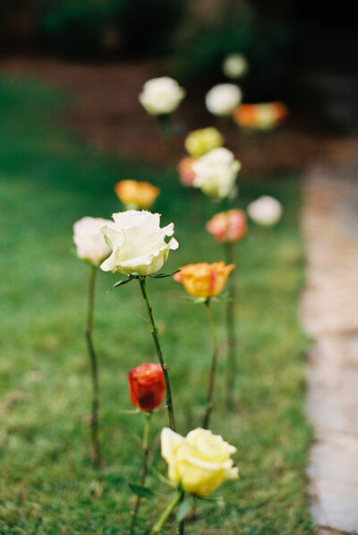 flowers stuck in grass down pathway