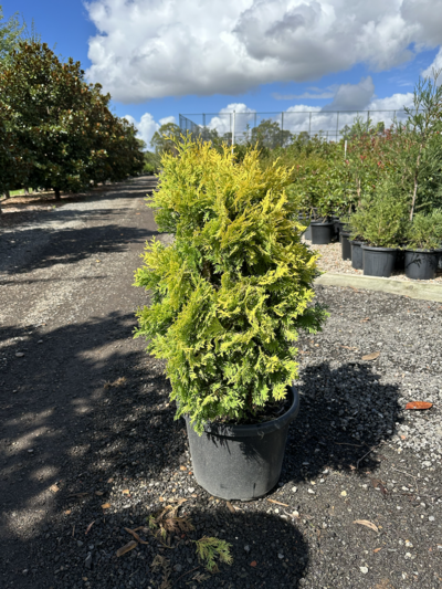 EUROPE GOLD Thuja occidentalis 'Europe Gold'