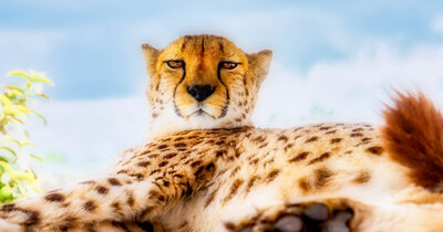 cheetah in south africa