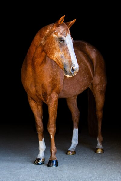 A chestnut horse giving his owner a kiss during a portrait shoot in North Carolina.