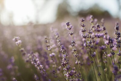 Lavendar fields with sunshine glowing