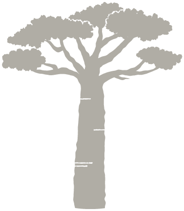 Icon of a baobob tree