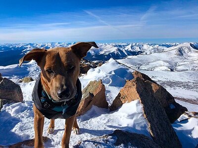 dog on top of snowy mountain