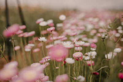 pink and white paper daisies at the whispering branch flower farm