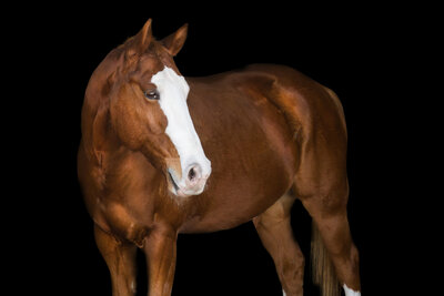 photo of a chestnut horse on a black background in savannah georgia