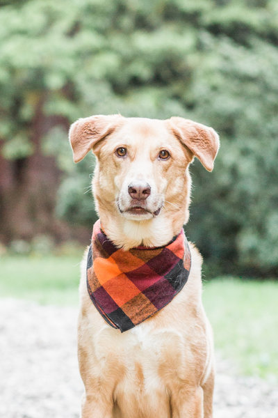 Rescue dog wearing a fall plaid scarf
