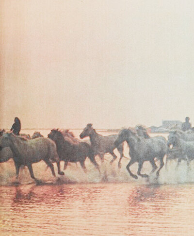 Silouhette of wild free and bold horses with coastal cowgirl