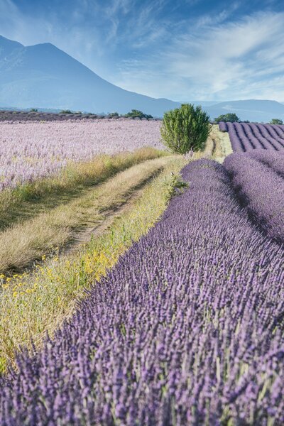 Travel plans to Provence