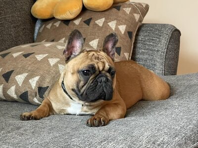 Red masked fawn french bulldog laying on the couch